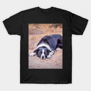 Cute Border Collie Lying on Ground T-Shirt